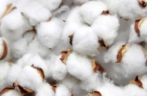 Is Pure Cotton Expensive 300x195