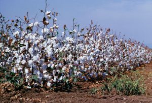 Is Cotton Good Or Bad For Clothes 300x203