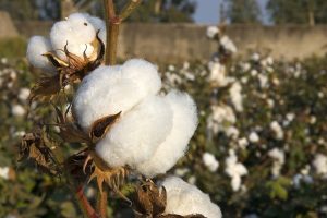 What Are The Pros And Cons Of 100 Cotton 300x200